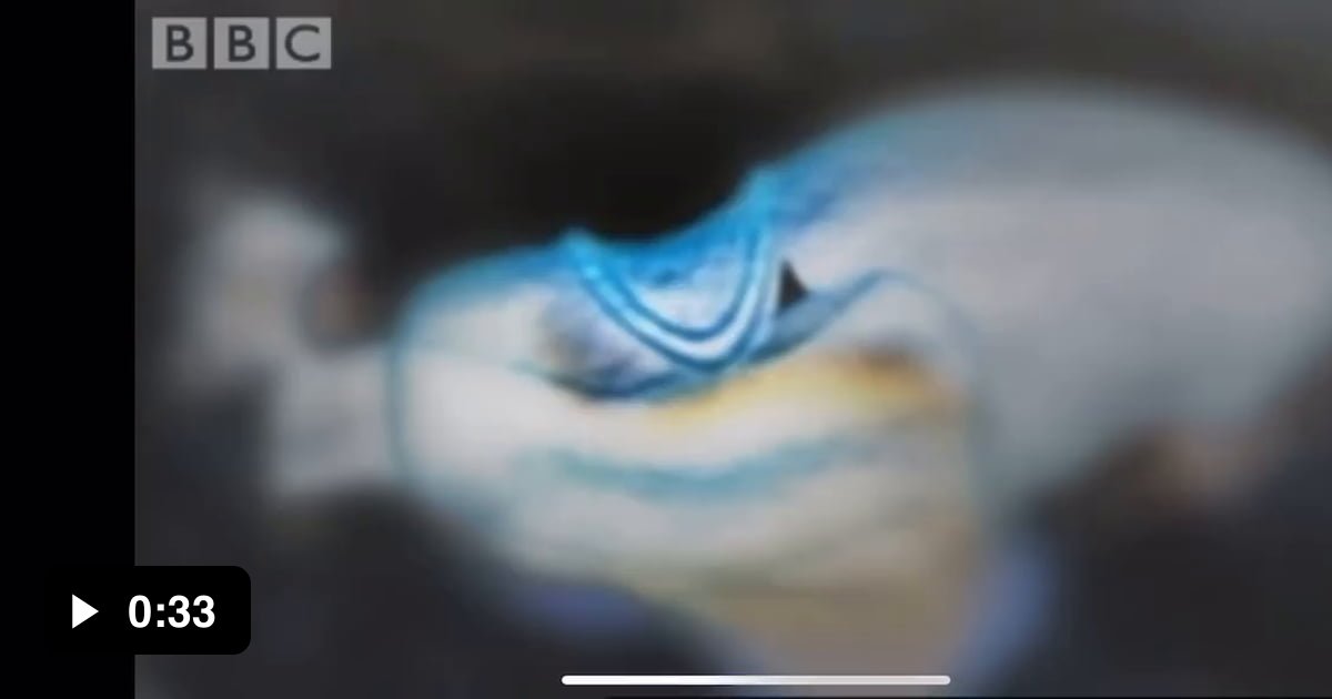 Crab punches so hard it boils the water around impact 9GAG