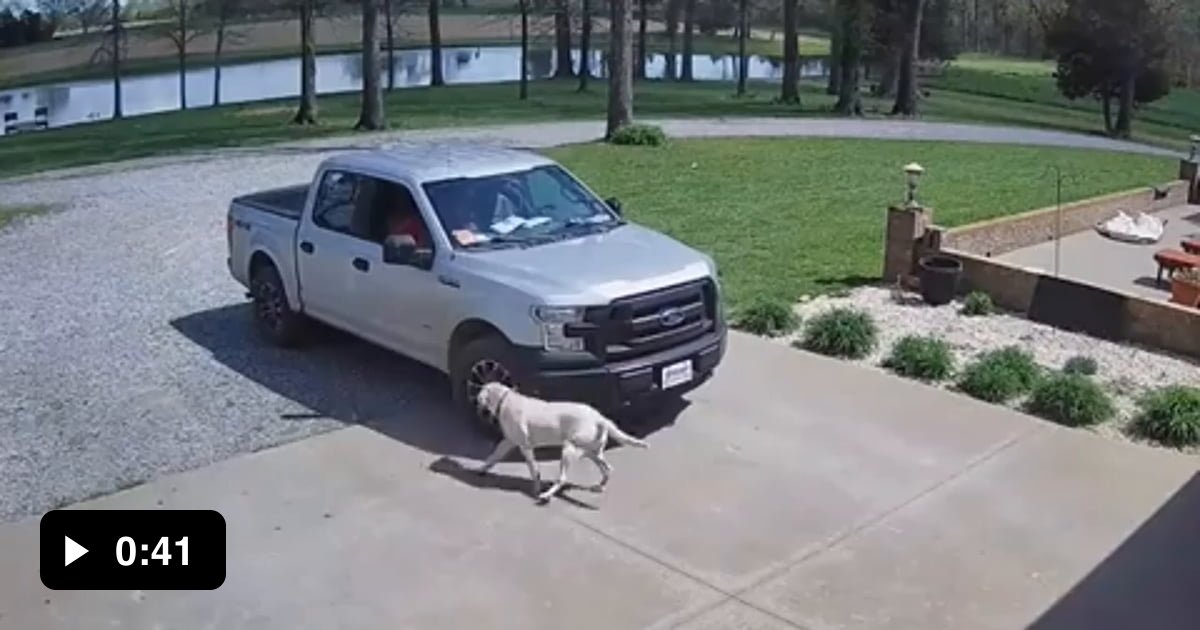 Delivery guy sprays mace at a dog 9GAG