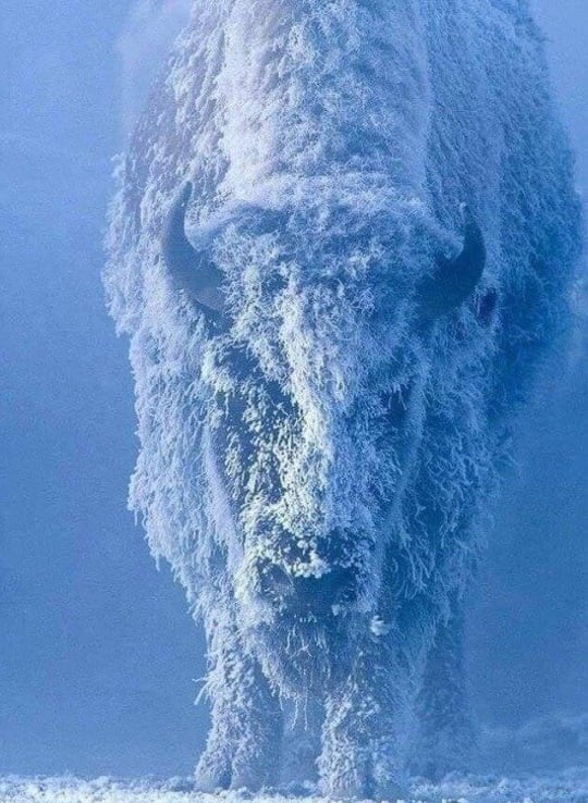 Bison in the snow looks like a weirdly shaped cliff. - 9GAG