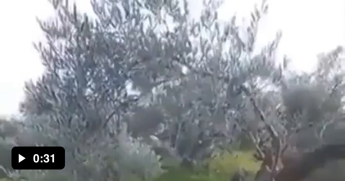 This olive tree was split in half and moved 10 meters apart by the