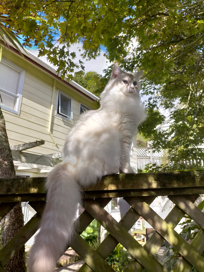 This cat is better than you - 9GAG