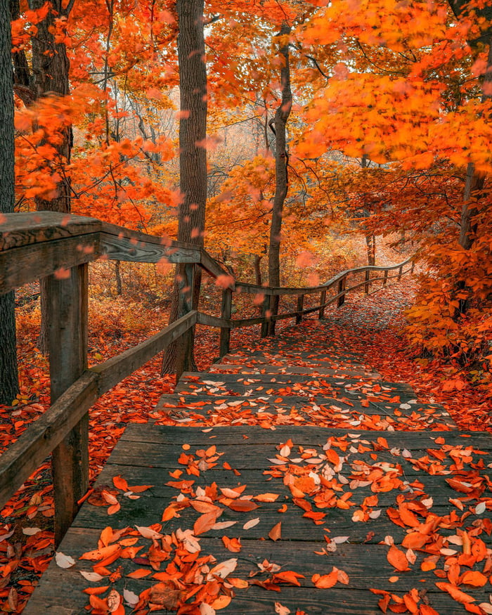 Autumn foliage covering the wooden path through Stiglmeier Park