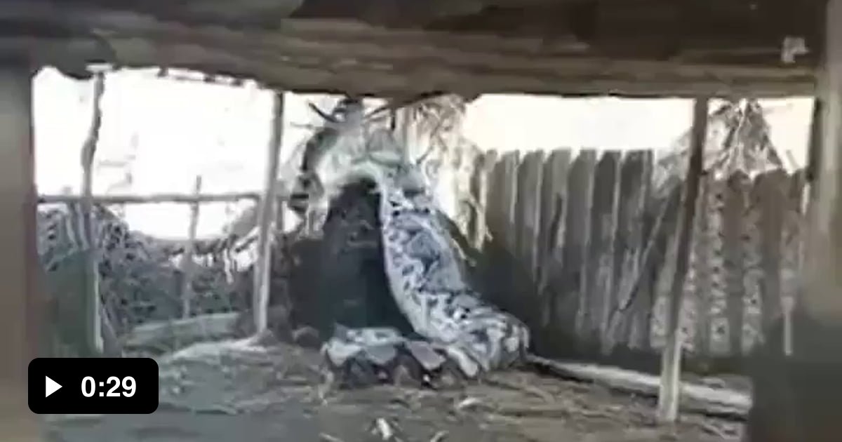 Huge Snake Caught in India - 9GAG