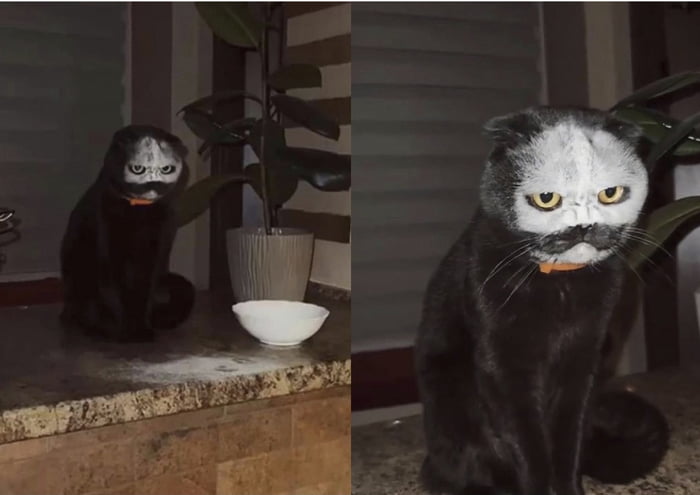 just-a-cat-who-decided-that-sneezing-into-a-bowl-of-flour-was-a-good