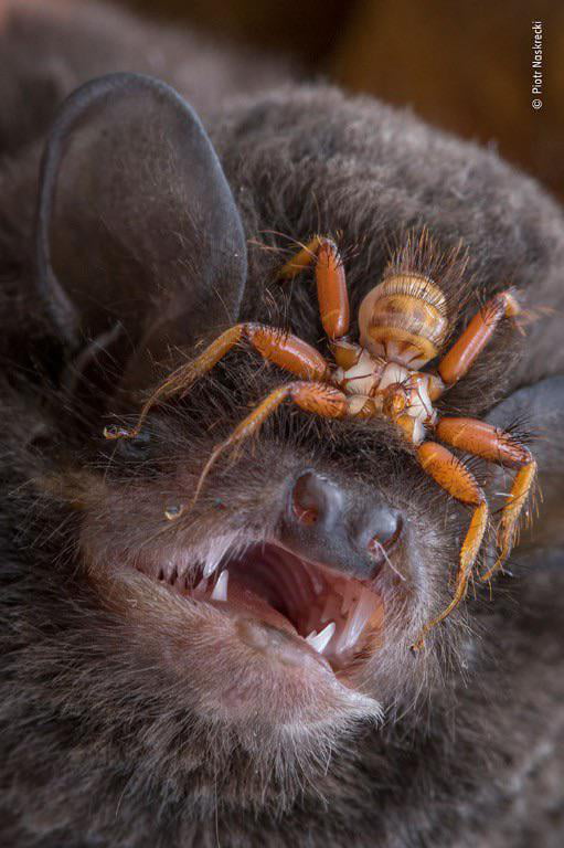 Pictured here is a parasitic Bat Fly clinging onto a Mozambican long