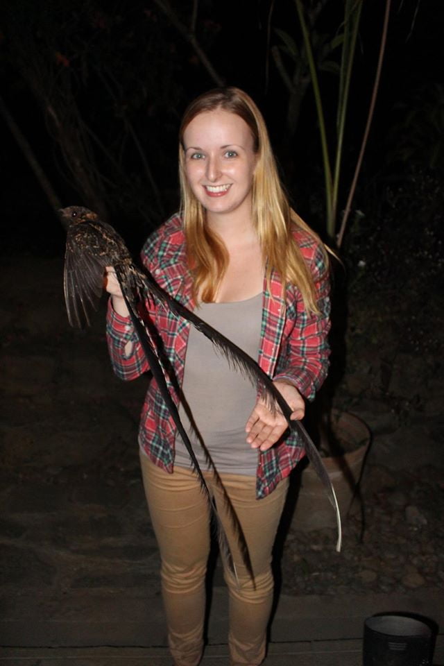 A Rarely Seen Lyre tailed Nightjar Caught And Released By A Zoologist 