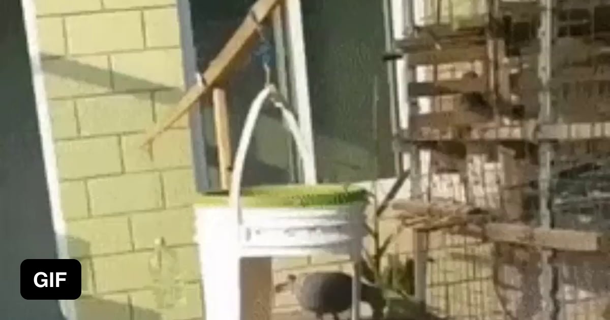 Automatic Pidgeon Catcher 9gag