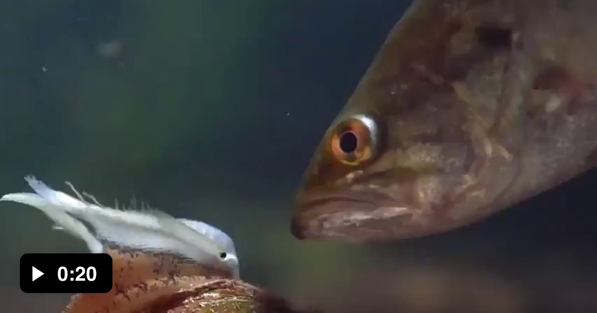 Lampsilis Mussels lure in fish using an appendage that looks like an