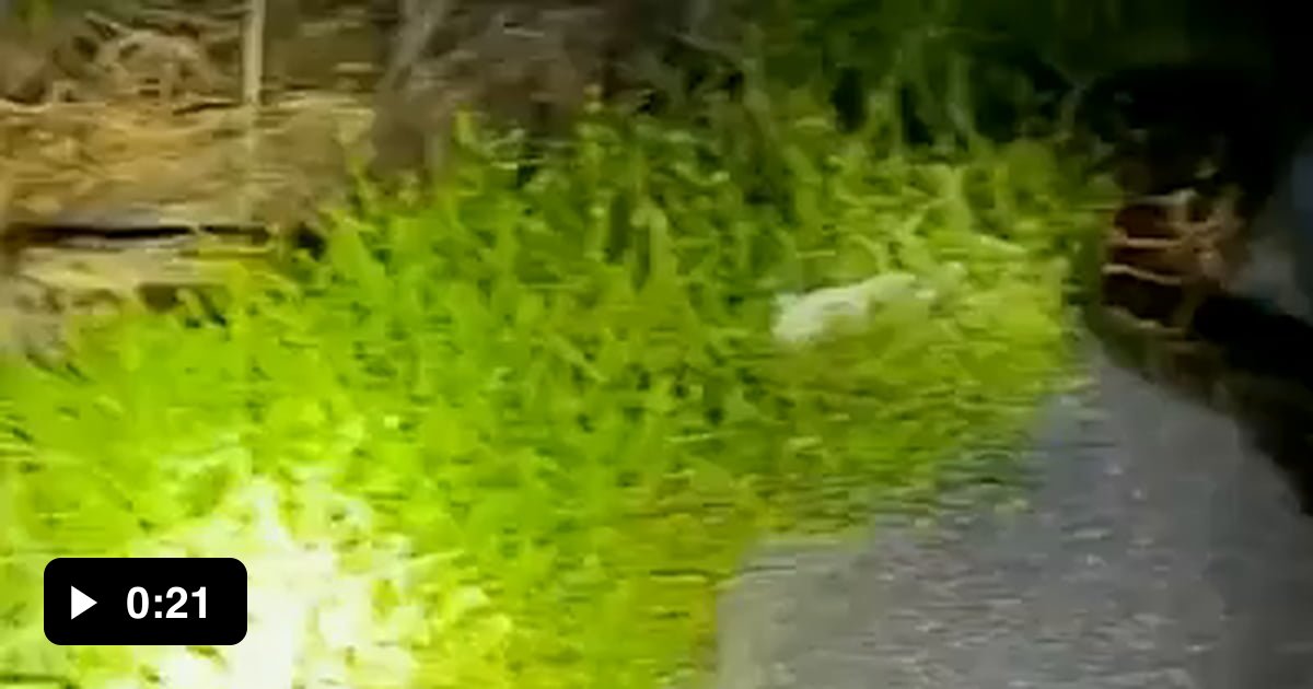 To catch a snake, hold it behind its head? 9GAG