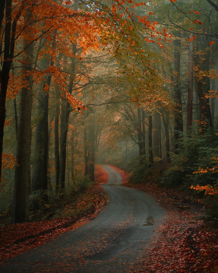 Road through the autumn woods in North East England. - 9GAG