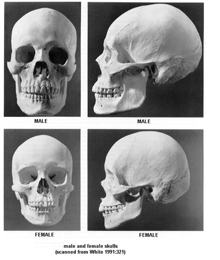 skull male vs female
