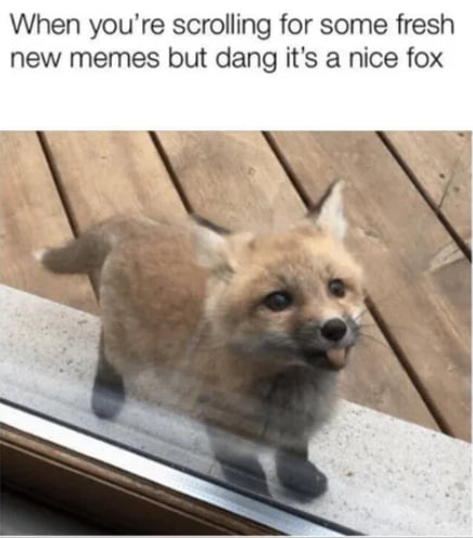 what does the fox say meme funny