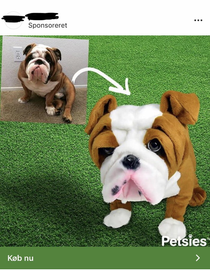 wow english bulldog puppies
