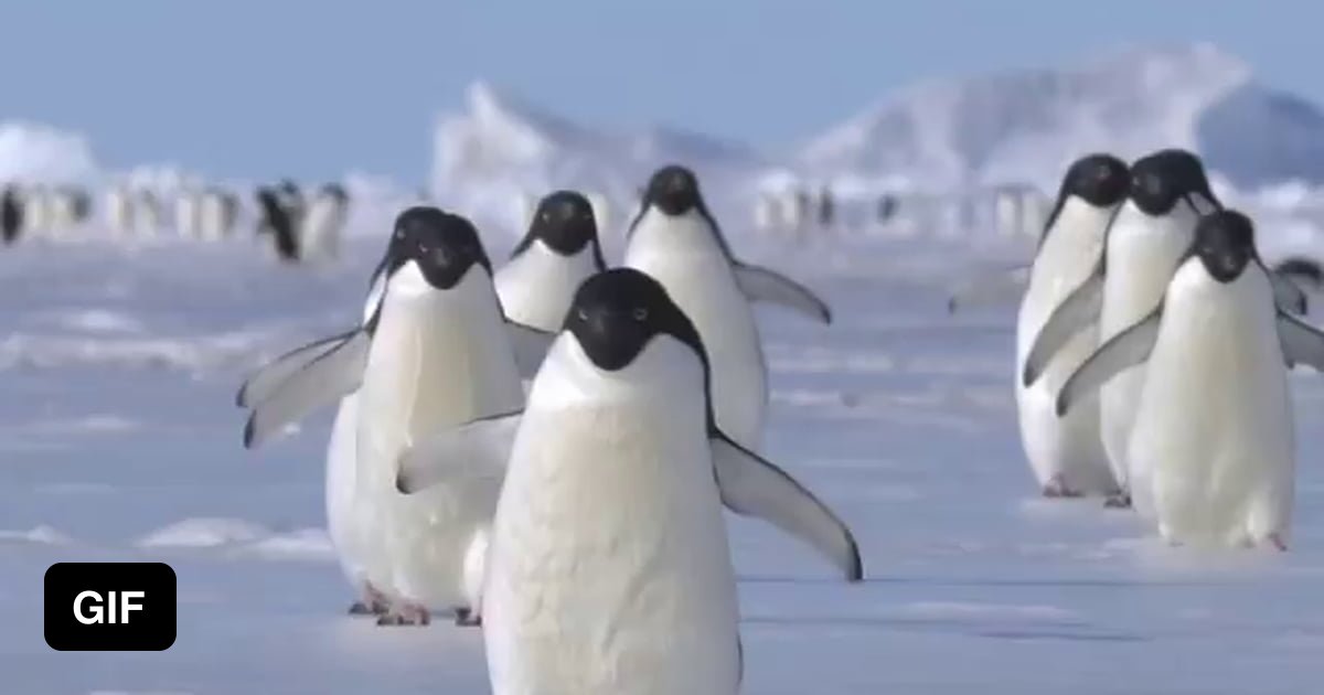 Just some waddling penguins - 9GAG