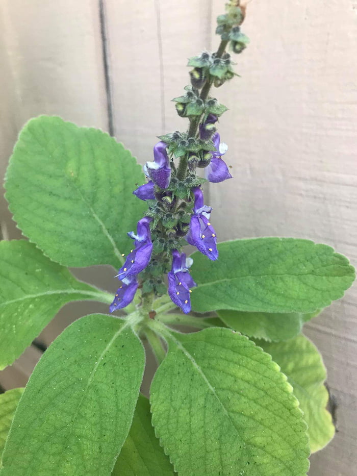 What plant is this? It smells like oregano but its not. 9GAG