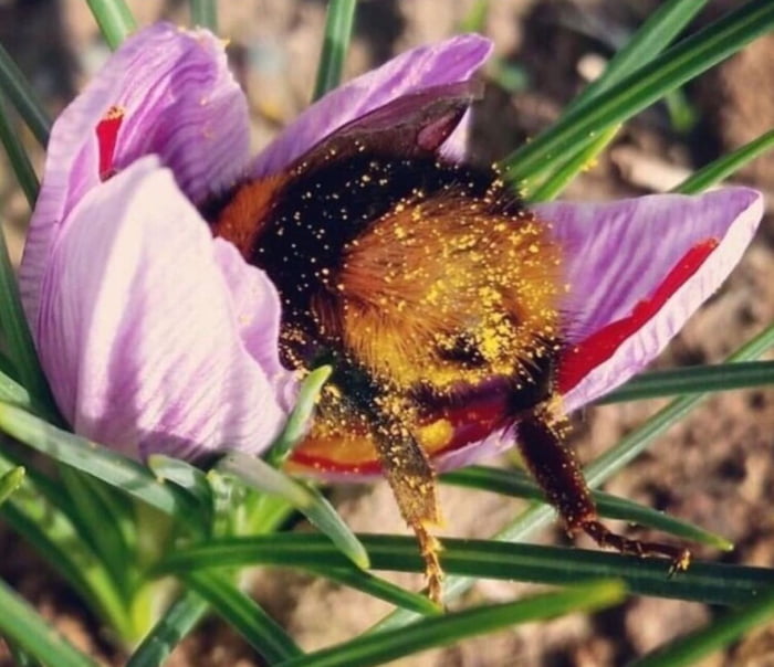 This is bumblebee's ass. There is no politics. There is no coronavirus ...