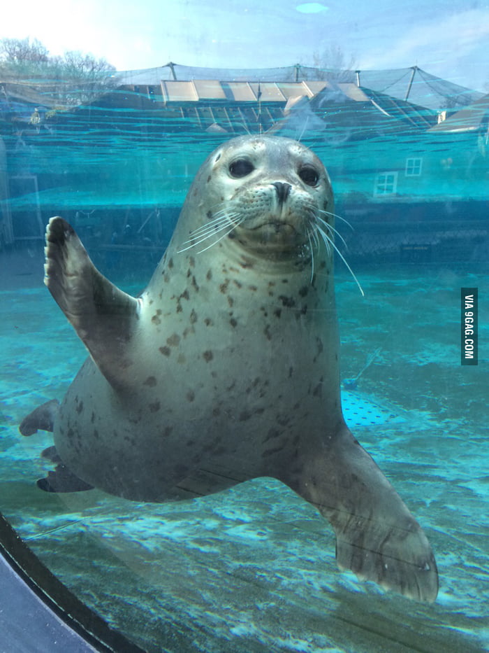 Met this cute seal at the zoo today, he even waved at me! - 9GAG