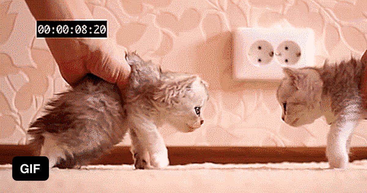Kitten crash test 9GAG