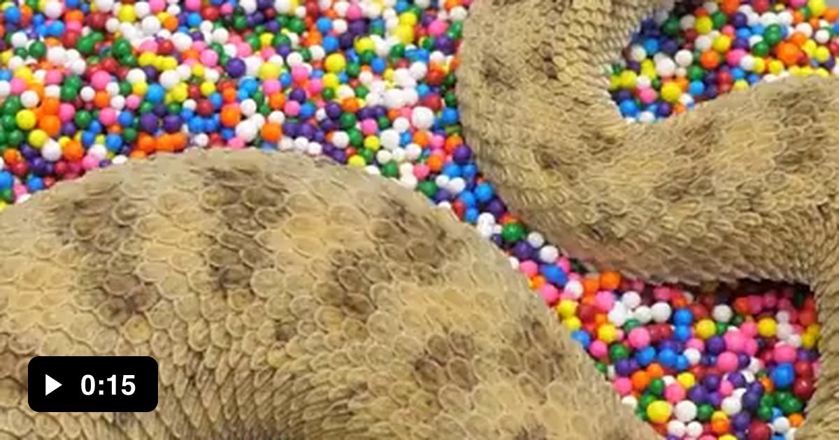 Snake Burrowing Into Sprinkles 9gag