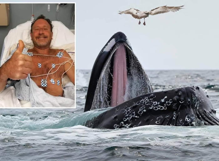 Lobster diver Michael Packard was swallowed by a whale in a terrifying ...