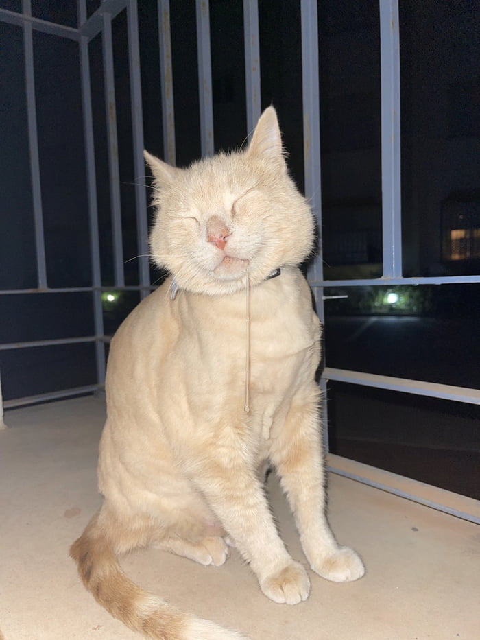 So my cat fell asleep… 9GAG