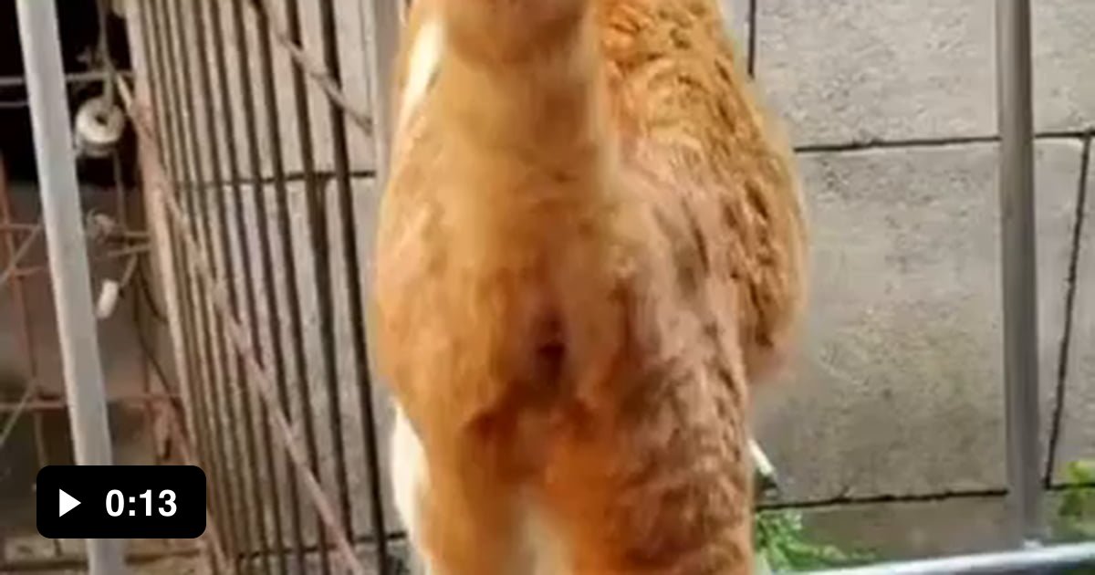The way this cat crosses the on top of the fence 9GAG