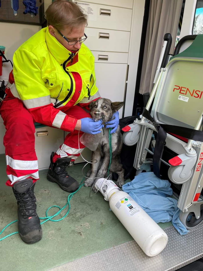 Dog gets oxygen after being rescued from fire - 9GAG