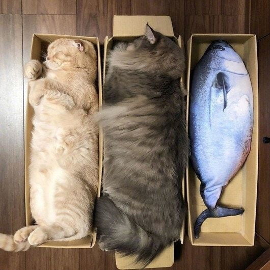 Set of cats - 9GAG