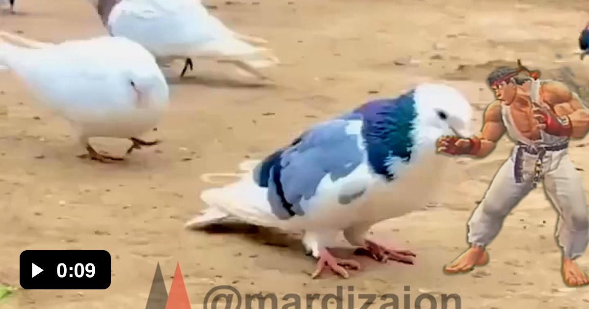 Pigeon's Flash Kick 9GAG