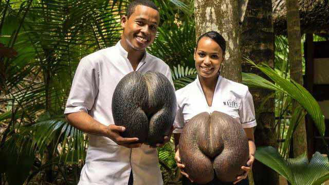 The largest seed in the world - The double coconut. - 9GAG