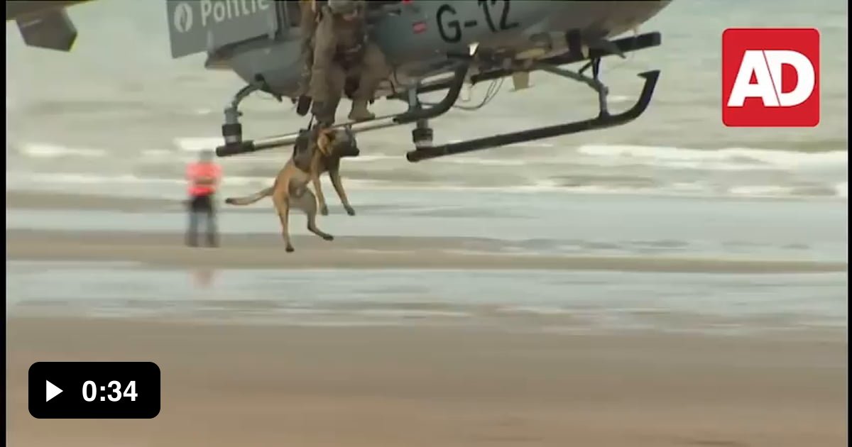 This guy had an epic K-9 day! 🐾 - 9GAG