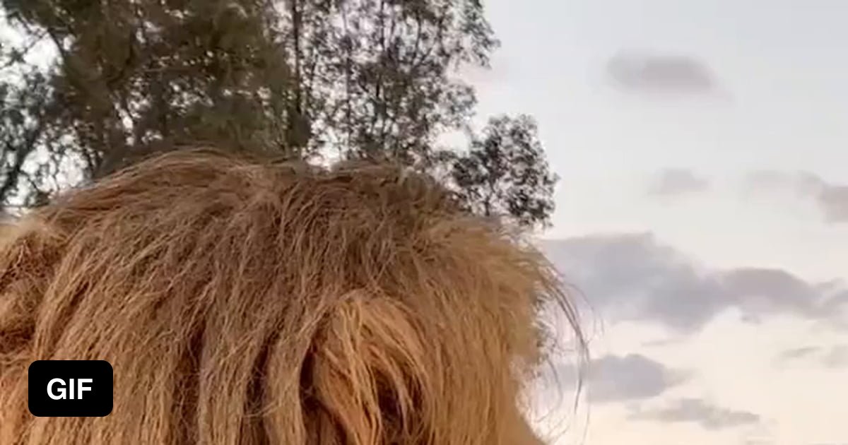 a-lion-up-close-9gag
