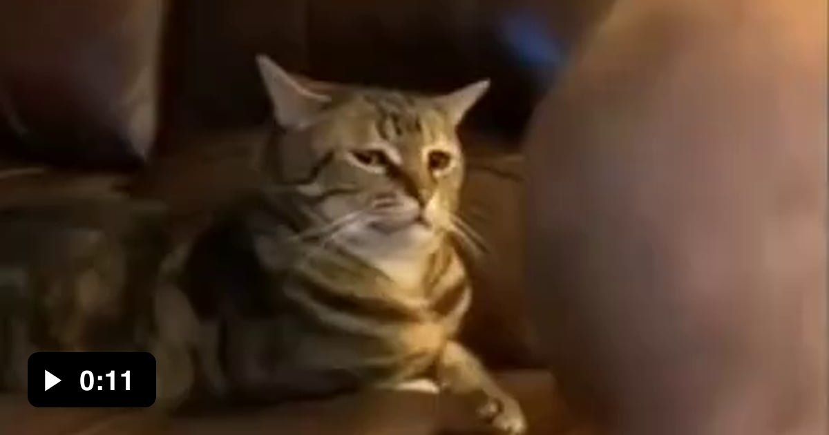 What r u doing. Mad Cat gif. Кошки гиф с днём друзей. Кошки гиф щедрой вам осени. Кошки гиф это вам от меня.