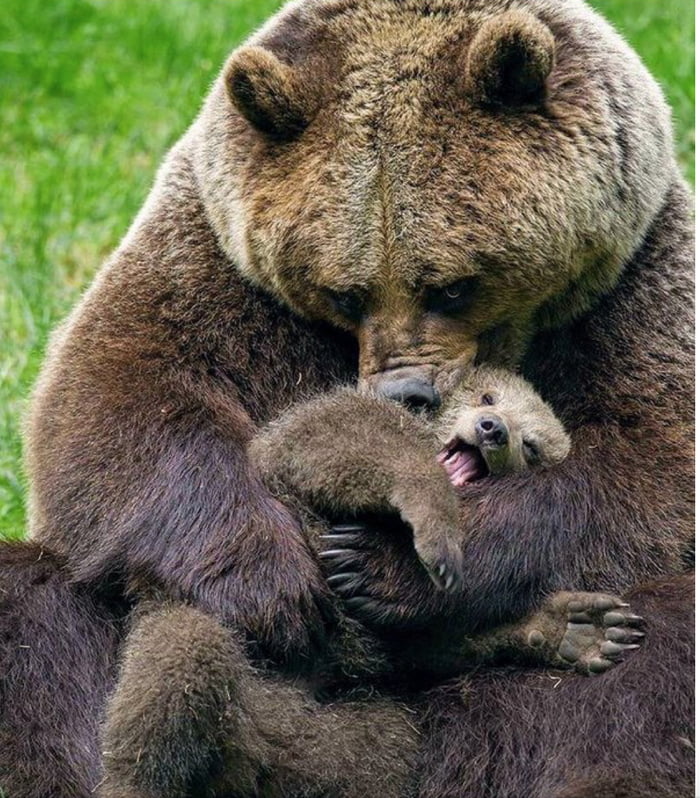 Bear hug!! - 9GAG