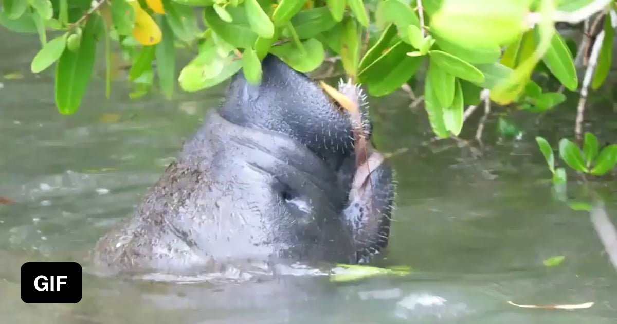 Manatees will eat almost any vegetation they can reach, not just sea