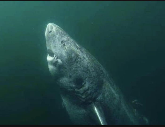 This is a 392 year old shark that was recently discovered in the Arctic ...