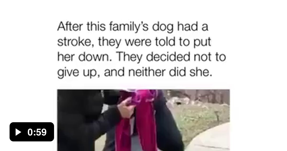 this-owner-did-not-give-up-on-their-dog-after-it-had-stroke-what-a