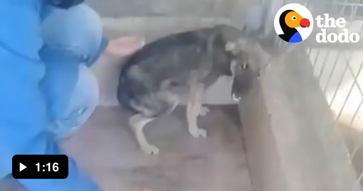 Dog Cries everytime he's touched Untill he meets this woman 9GAG