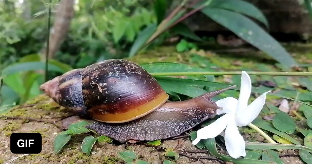 Snail eating a flower 9GAG