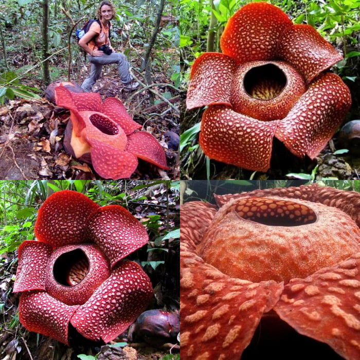 The stinking corpse lily is the largest individual flower in the world ...