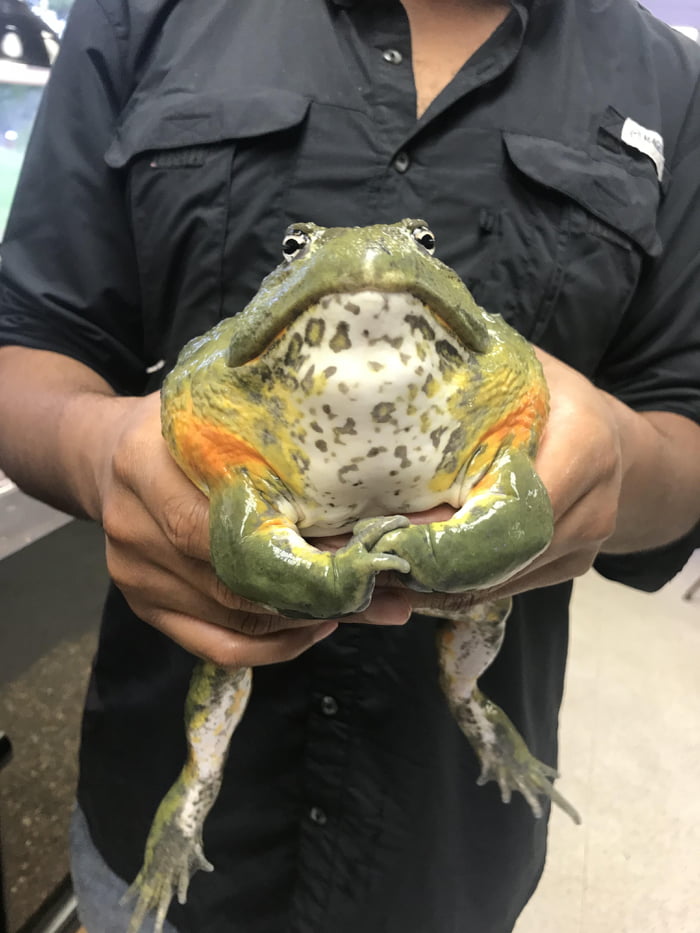 THIS BLOODY UNIT OF A FROG 9GAG