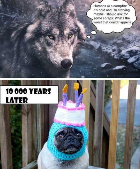 Image result for wolf pug what could go wrong