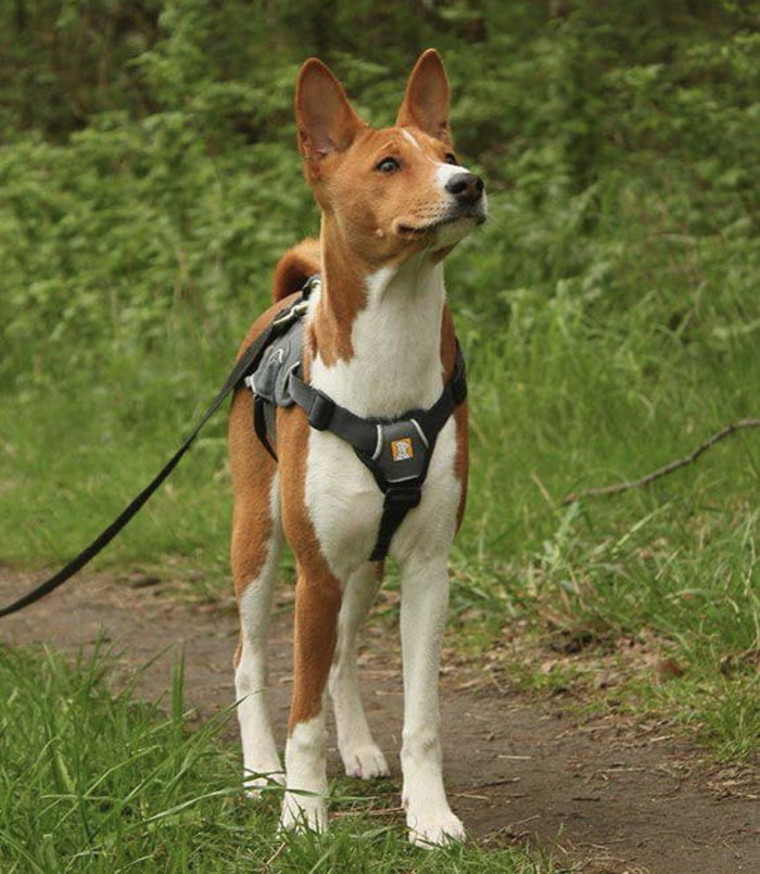 Basenji 2024 howl yodel