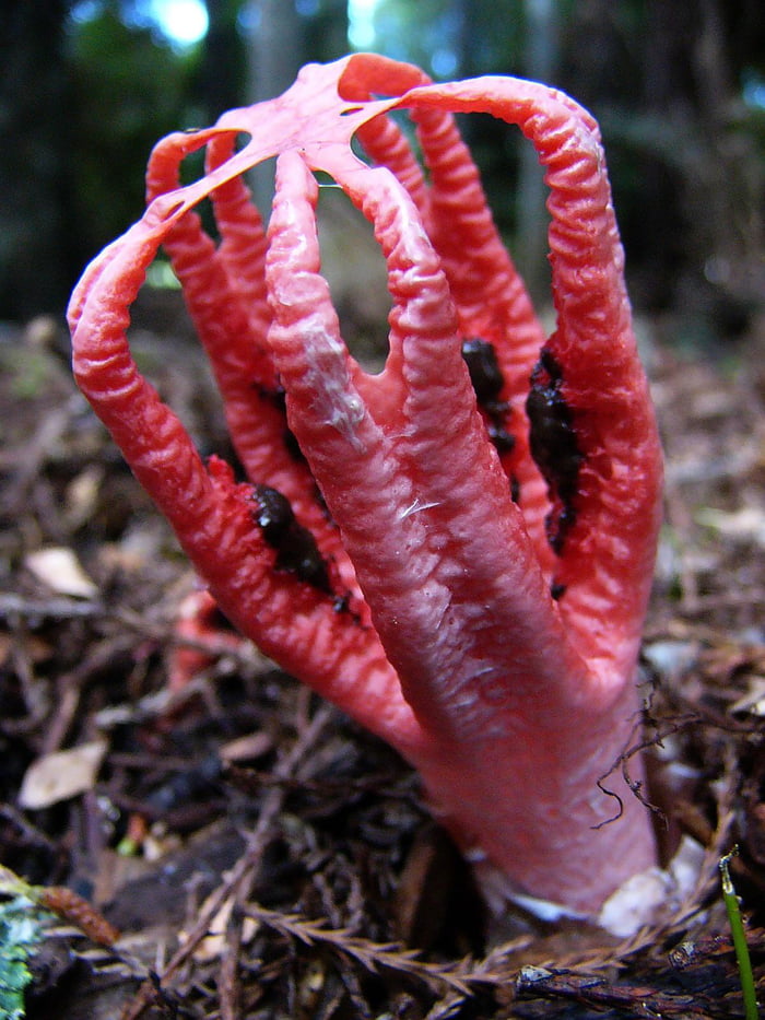 Самый редкий гриб в мире фото Clathrus archeri, aka Devil’s Fingers. A type of fungi. - 9GAG