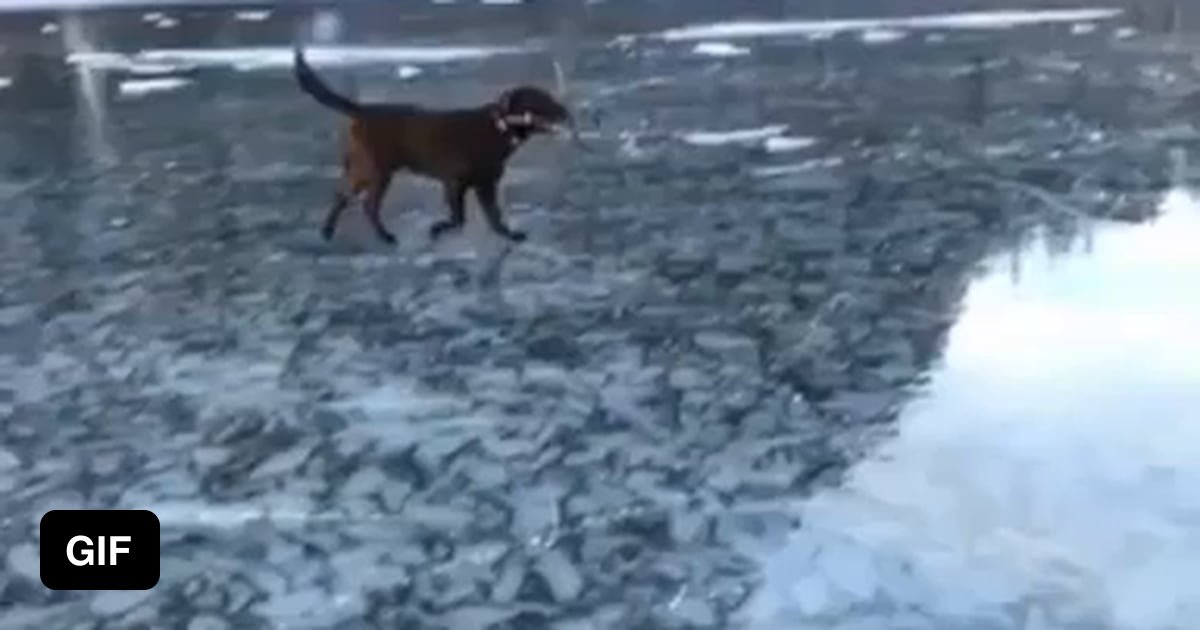 Startled dog slips on ice, dropping a stick and a deuce 9GAG
