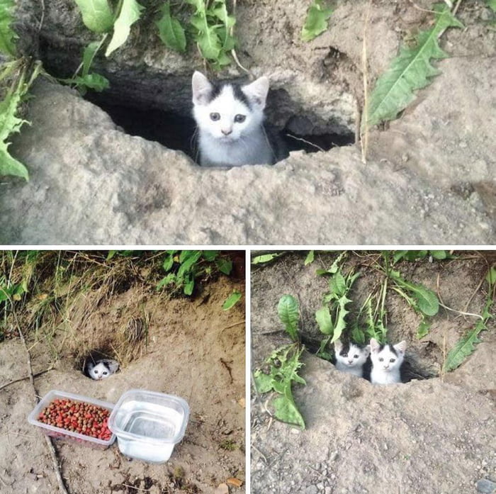 The first day they saw a little cat hiding in the garden, so they got ...