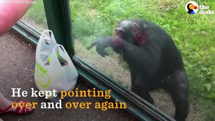 Smart chimps - 9GAG