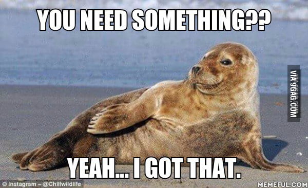 Smug Seal... He Got That. - 9GAG