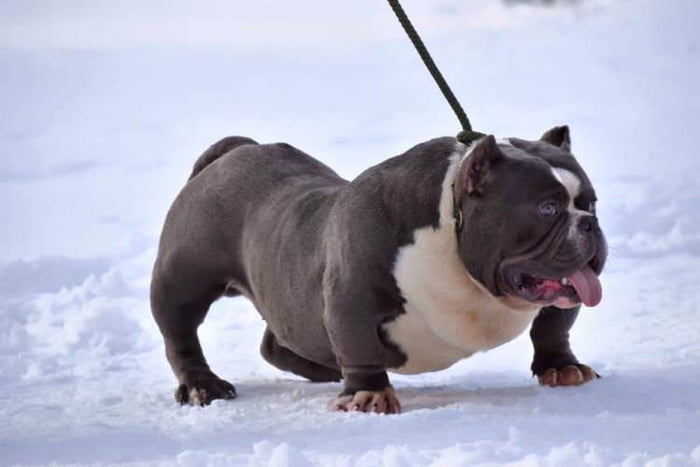 micro exotic bully