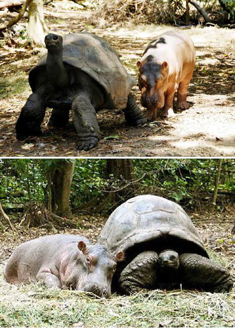 Owen, a baby hippo was swept away from his mother during a tsunami in ...